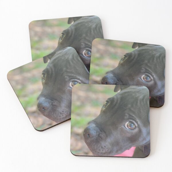 Item preview, Pitbull Up Close & Personal designed and sold by NaturePet.