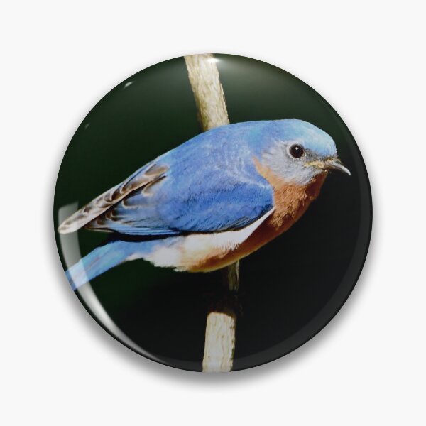 Item preview, Balancing Act: Eastern Bluebird on a Vine designed and sold by David3209.