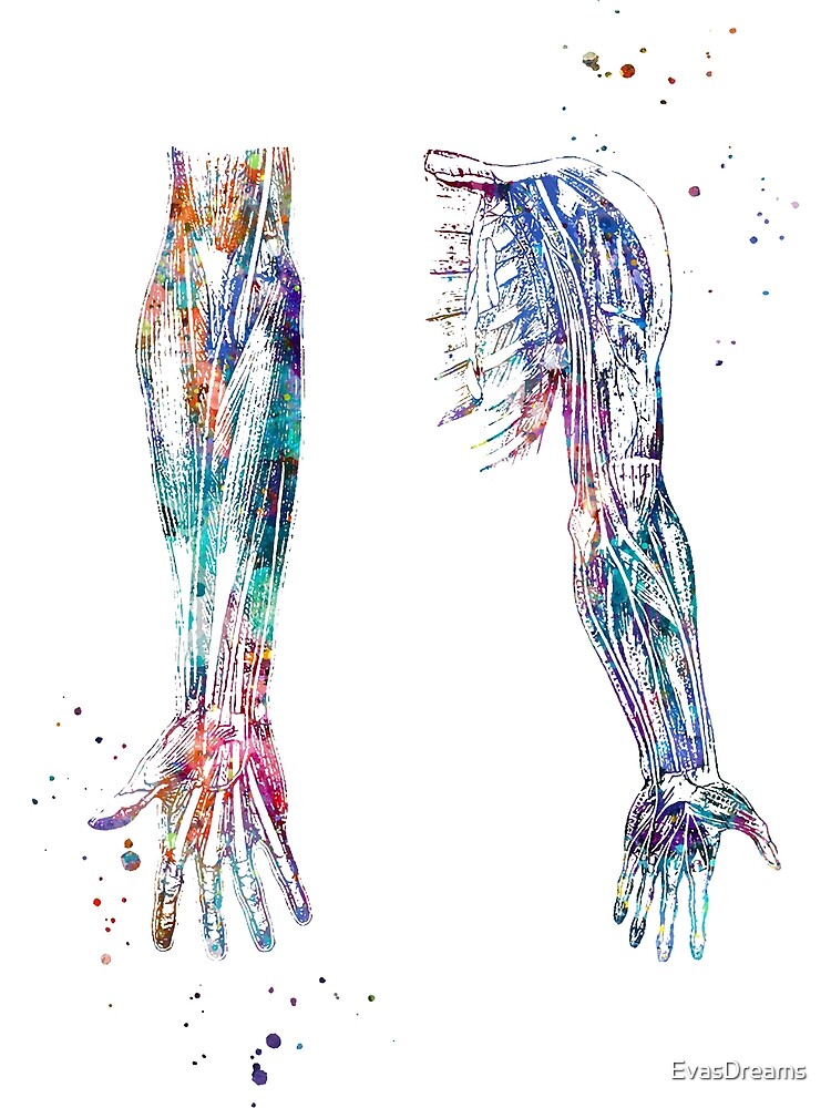 Arm and Hand Muscles and Nerves Structure Anatomy Premium Matte ...