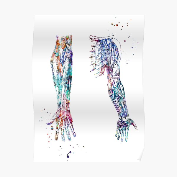 Arm and Hand Muscles and Nerves Structure Anatomy Poster