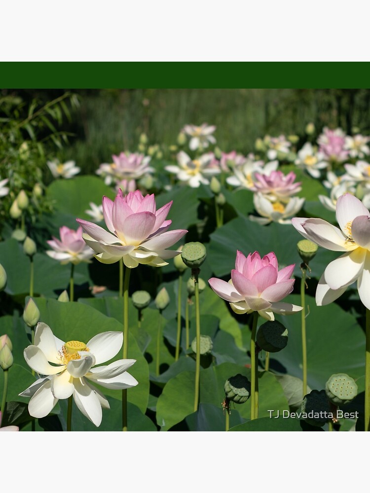 Pond with Abundance of Pink and White Lotus Flowers Pin for Sale by TJ  Devadatta Best