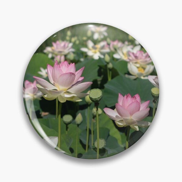 Item preview, Pond with Abundance of Pink and White Lotus Flowers designed and sold by TJ Devadatta Best.