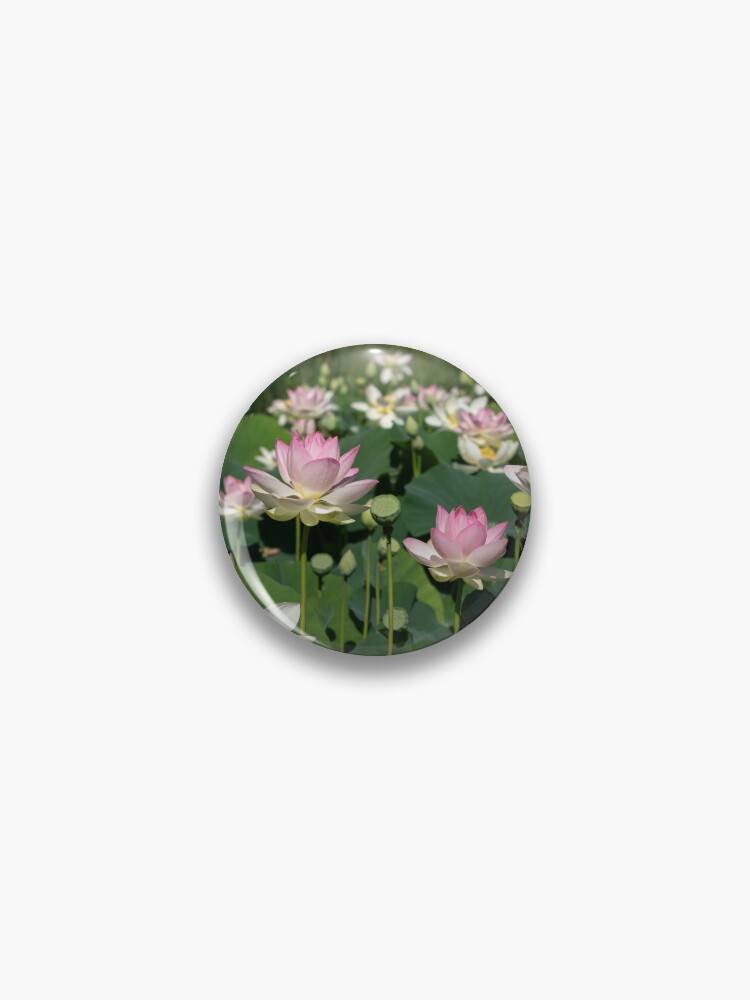 Pond with Abundance of Pink and White Lotus Flowers Pin for Sale by TJ  Devadatta Best