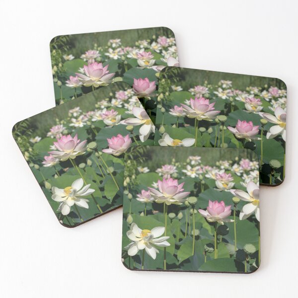 Item preview, Pond with Abundance of Pink and White Lotus Flowers designed and sold by TJ Devadatta Best.