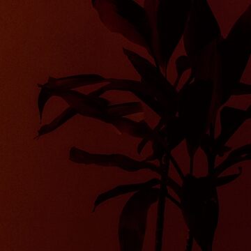 Artwork thumbnail, Dark flower by artherapieca