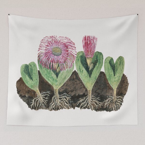 Item preview, Mesembbryanthemum testiculare by Robert Jacob Gordon designed and sold by Fiona-Lynn Designs.