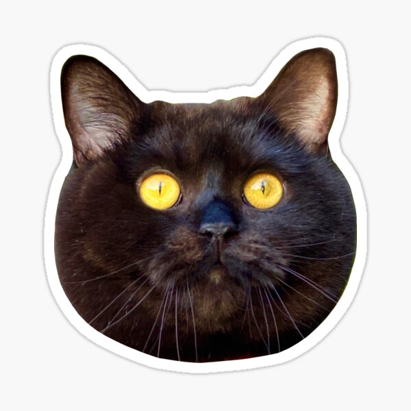 Fat Black Cat Sticker, 3 Fatty Kitty, Fat Cat, Black Cat, Cute, Adorable,  Kitty Kat, Kitty Cat, Sticker, Fluffy, Furry, Kiss-cut Stickers 