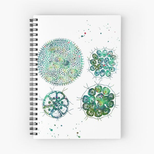 Item preview, Colonial Green Algaes, Volvox Pandorina Eudorina Gonium designed and sold by EvasDreams.