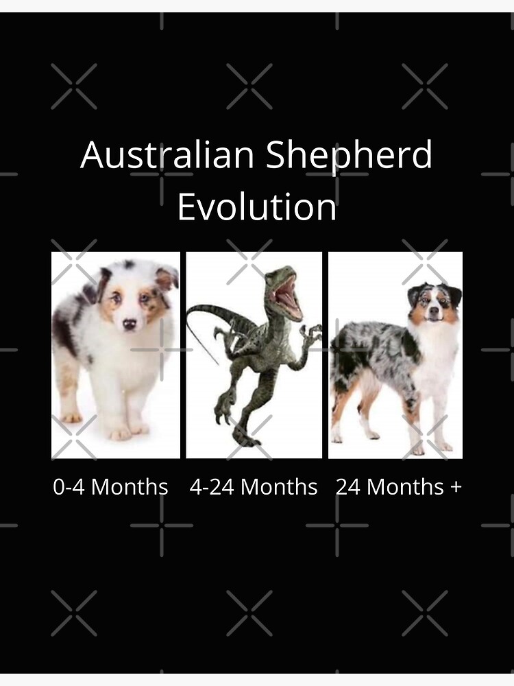 "Australian Shepherd Evolution" Poster for Sale by WyldThyngDesyns