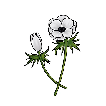 Artwork thumbnail, Anemone Flower by Reeseworks