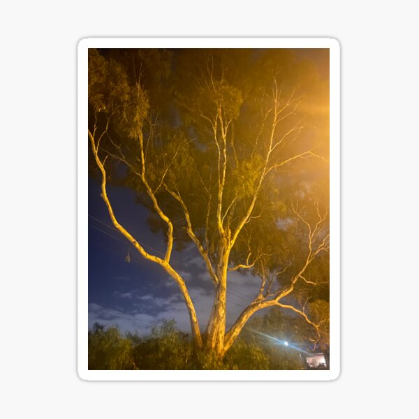 trees at night Sticker