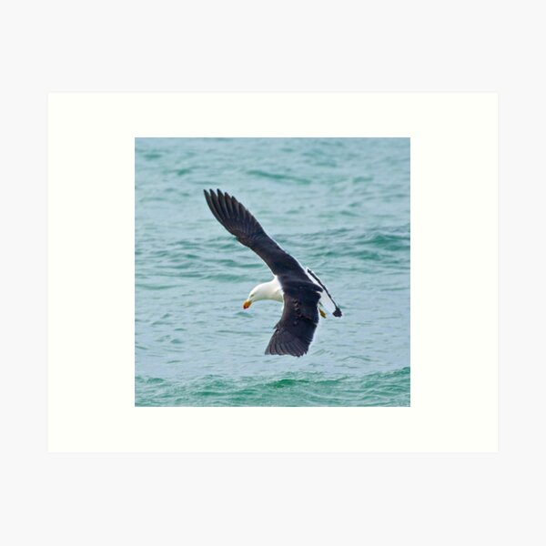 Item preview, MARINE BIRD ~ Pacific Gull GkVFnA8x by David Irwin designed and sold by tasmanianartist.