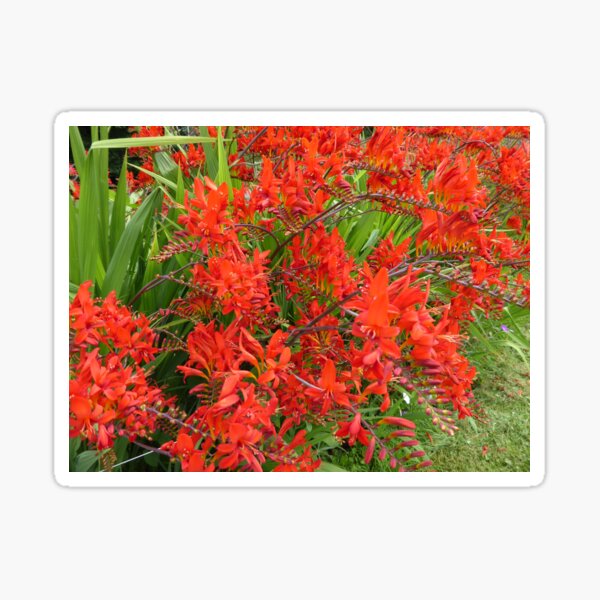 Montbretia Sticker