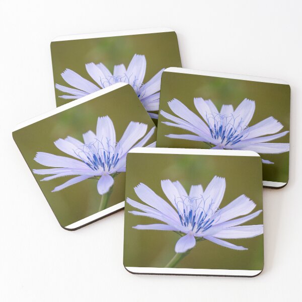 Item preview, Common chicory designed and sold by Anita van Gendt.