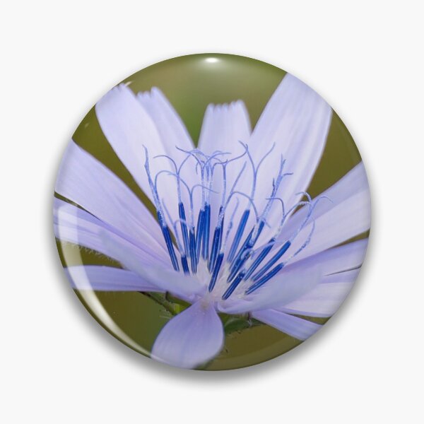 Item preview, Common chicory designed and sold by Anita van Gendt.