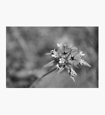 black en white flower Photographic Print