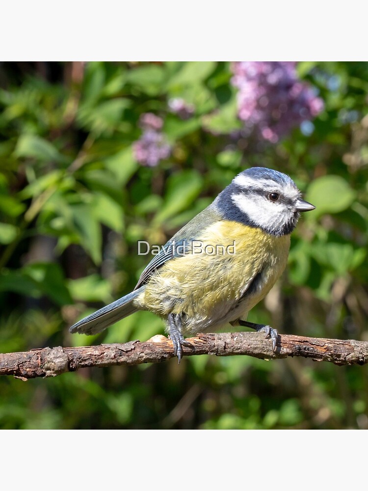 A Blue Tit perching on a branch by DaveBond