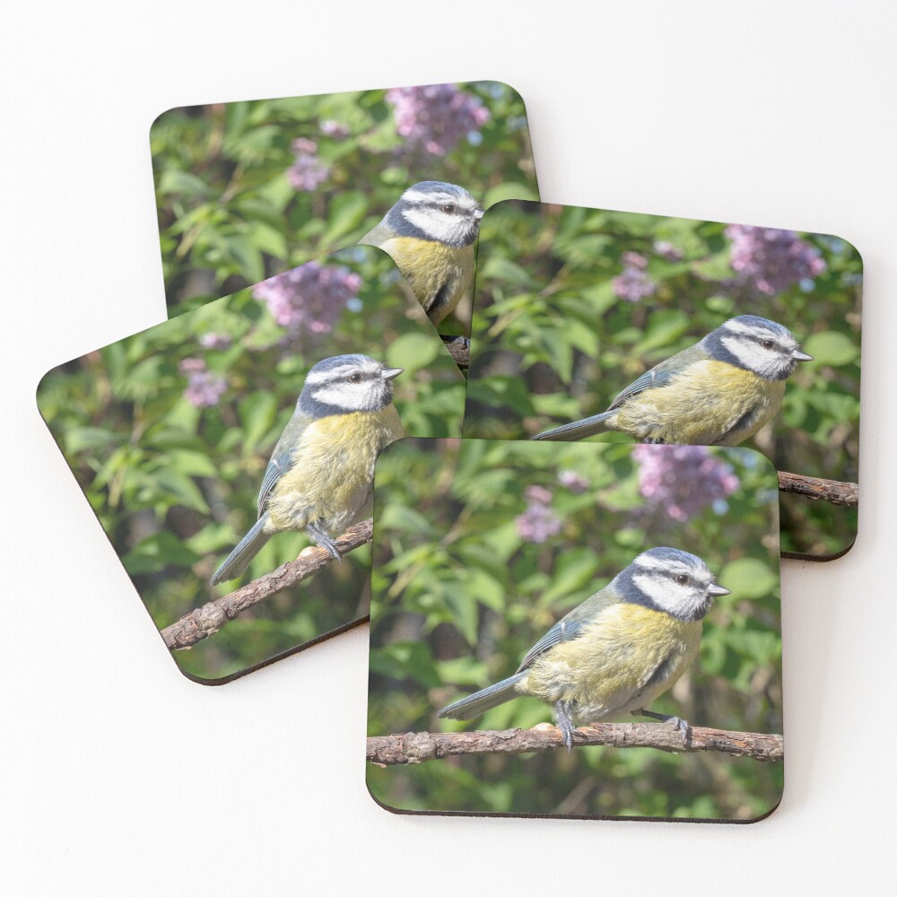 A Blue Tit perching on a branch Coasters (Set of 4)