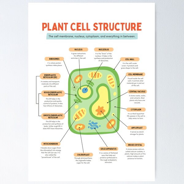 Item preview, Plant cell structure designed and sold by TheRightHonMP.