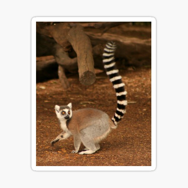 lemur Sticker