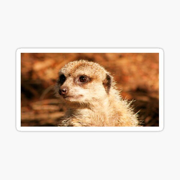 lookout Sticker