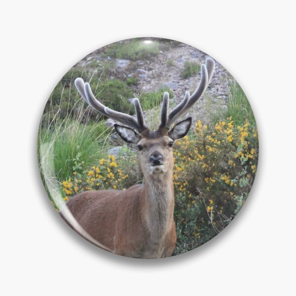 Item preview, A Highland Stag amongst the Gorse designed and sold by beavo.