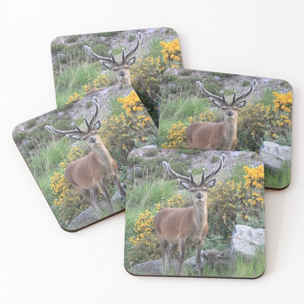 Item preview, A Highland Stag amongst the Gorse designed and sold by beavo.