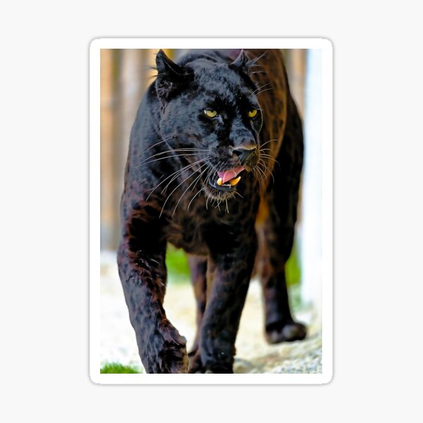 Vista previa del artículo con la obra «Leopardo 50», diseñado y vendido por Gabriel Sanches.