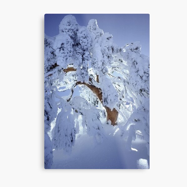 Snow encrusted snowgum Metal Print