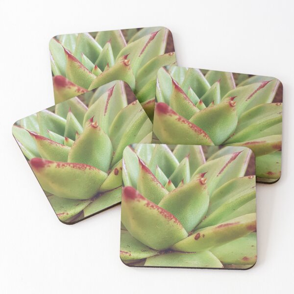 Item preview, Echeveria designed and sold by Elsabe Smith.