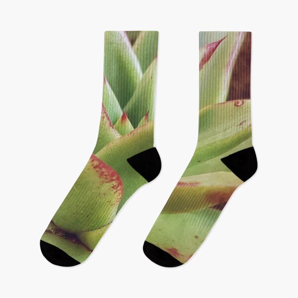 Item preview, Echeveria designed and sold by Elsabe Smith.