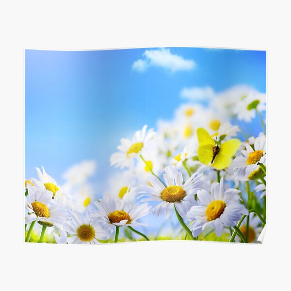 yellow butterfly on a field daisy, in a field under a blue sky Poster