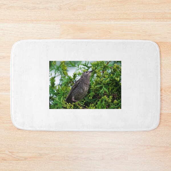 Item preview, Starling bird sitting on a pine tree branch designed and sold by vm2002.