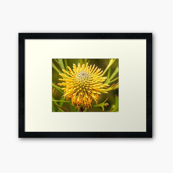 Drumstick anyone ? Framed Art Print