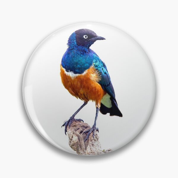 Item preview, The Fischeri starling is a species. The adult bird's feathers are mainly gray, the abdomen is white, the iris is white, and the beak is black designed and sold by zenger2021.