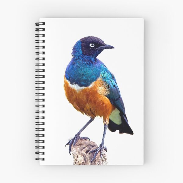 Item preview, The Fischeri starling is a species. The adult bird's feathers are mainly gray, the abdomen is white, the iris is white, and the beak is black designed and sold by zenger2021.