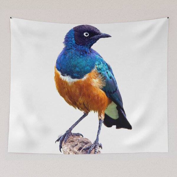 Item preview, The Fischeri starling is a species. The adult bird's feathers are mainly gray, the abdomen is white, the iris is white, and the beak is black designed and sold by zenger2021.