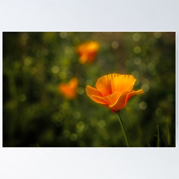 Item preview, The glow of a poppy 5 designed and sold by Veikko  Suikkanen.