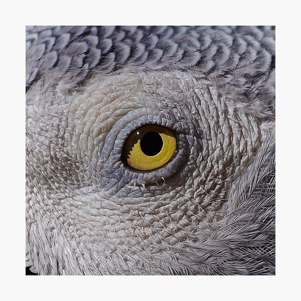 The Eyes have it Number 1 Photographic Print