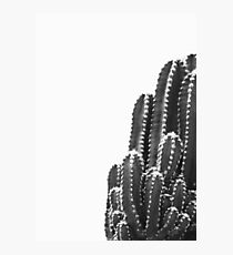 Black cactus Photographic Print