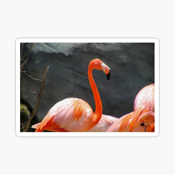 Item preview, Tall and Pink Greater Flamingo designed and sold by Sadeshots.