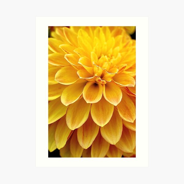 Too Close for Comfort Art Print