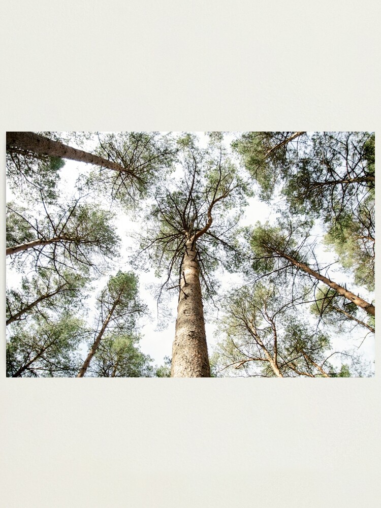 Thumbnail 1 of 3, Photographic Print, Immersed designed and sold by petegrev.