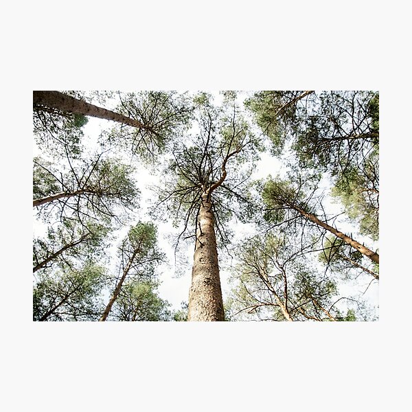 Photographic Print