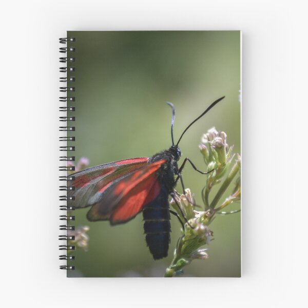 Item preview, Transparent Burnet designed and sold by Olimpia Negura.