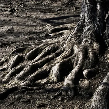 Artwork thumbnail, Textured Tree Roots by Stephen Orsillo