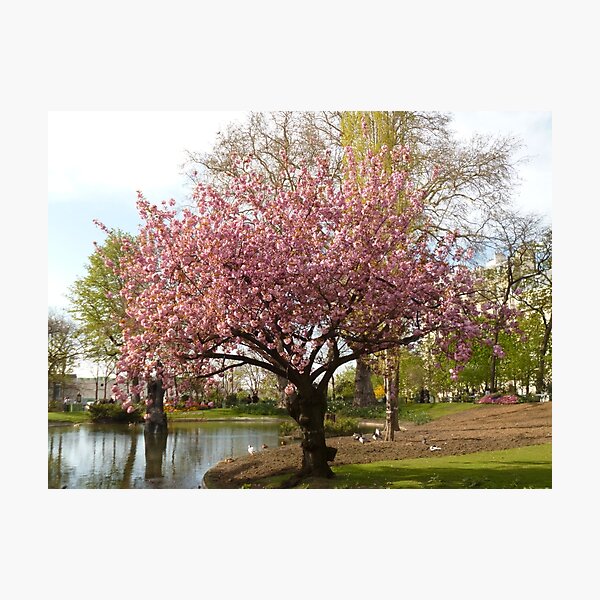Item preview, Blossom tree in full bloom designed and sold by Caroline Clarkson.