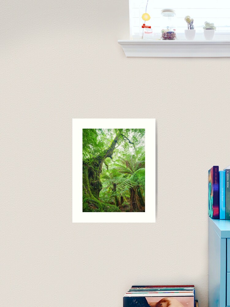 Thumbnail 1 of 3, Art Print, Myrtle Beech Tree, Tarra Bulga National Park, Victoria, Australia designed and sold by Chockstone.