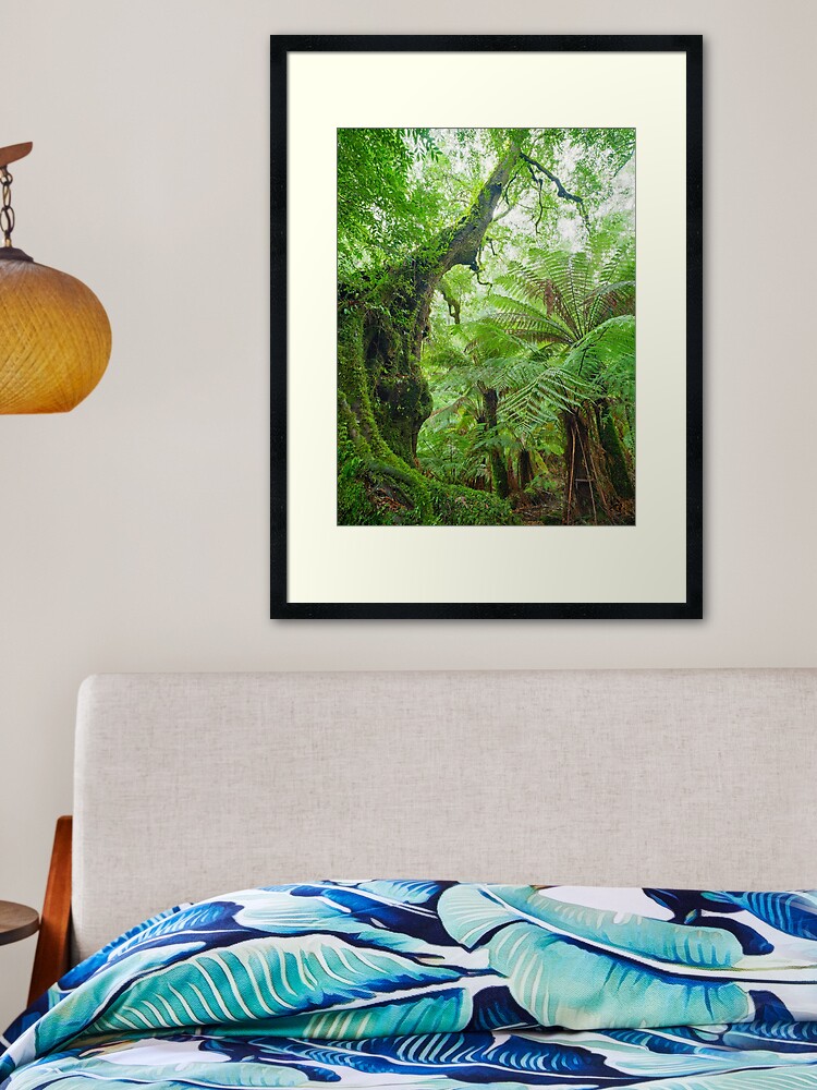 Thumbnail 1 of 7, Framed Art Print, Myrtle Beech Tree, Tarra Bulga National Park, Victoria, Australia designed and sold by Chockstone.