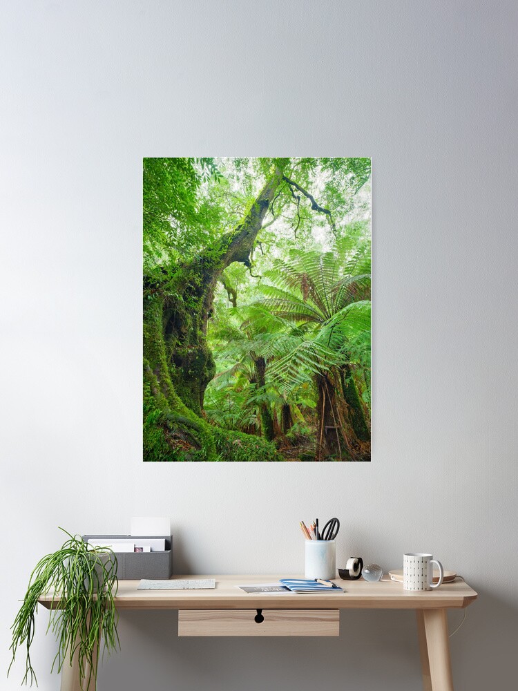 Thumbnail 1 of 3, Poster, Myrtle Beech Tree, Tarra Bulga National Park, Victoria, Australia designed and sold by Chockstone.